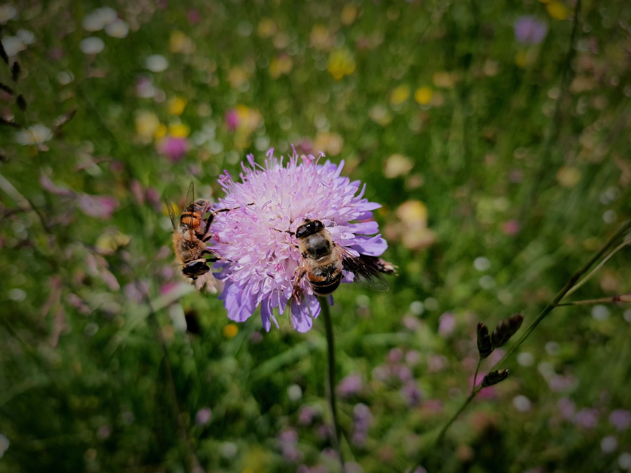 Mehrere Bienen besuchen gemeinsam eine violette Blüte in einer blütenreichen Fläche.