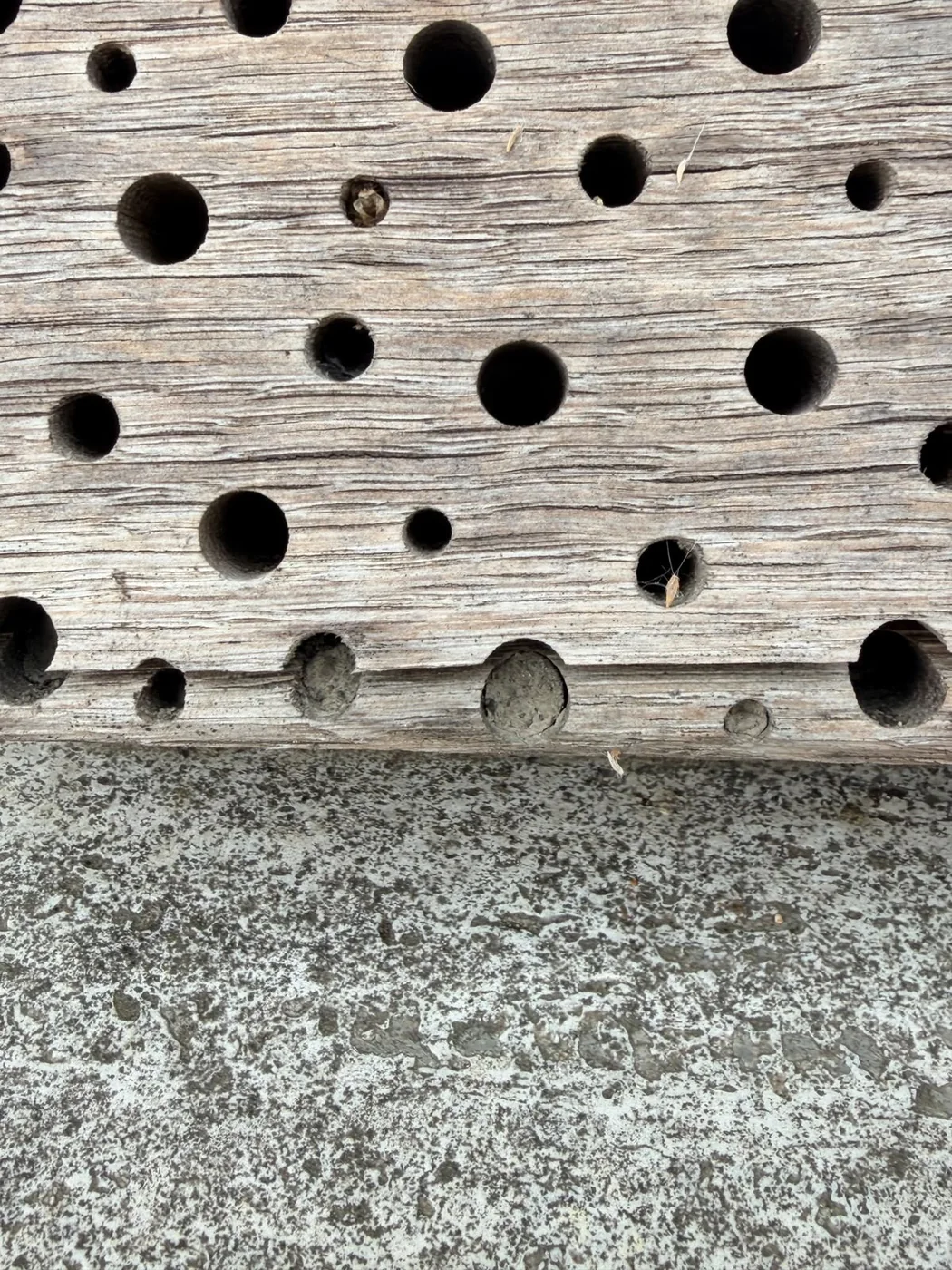 Verwitterter Nistblock mit offenen und verschlossenen Bohrungen nach längerer Nutzung durch Wildbienen.