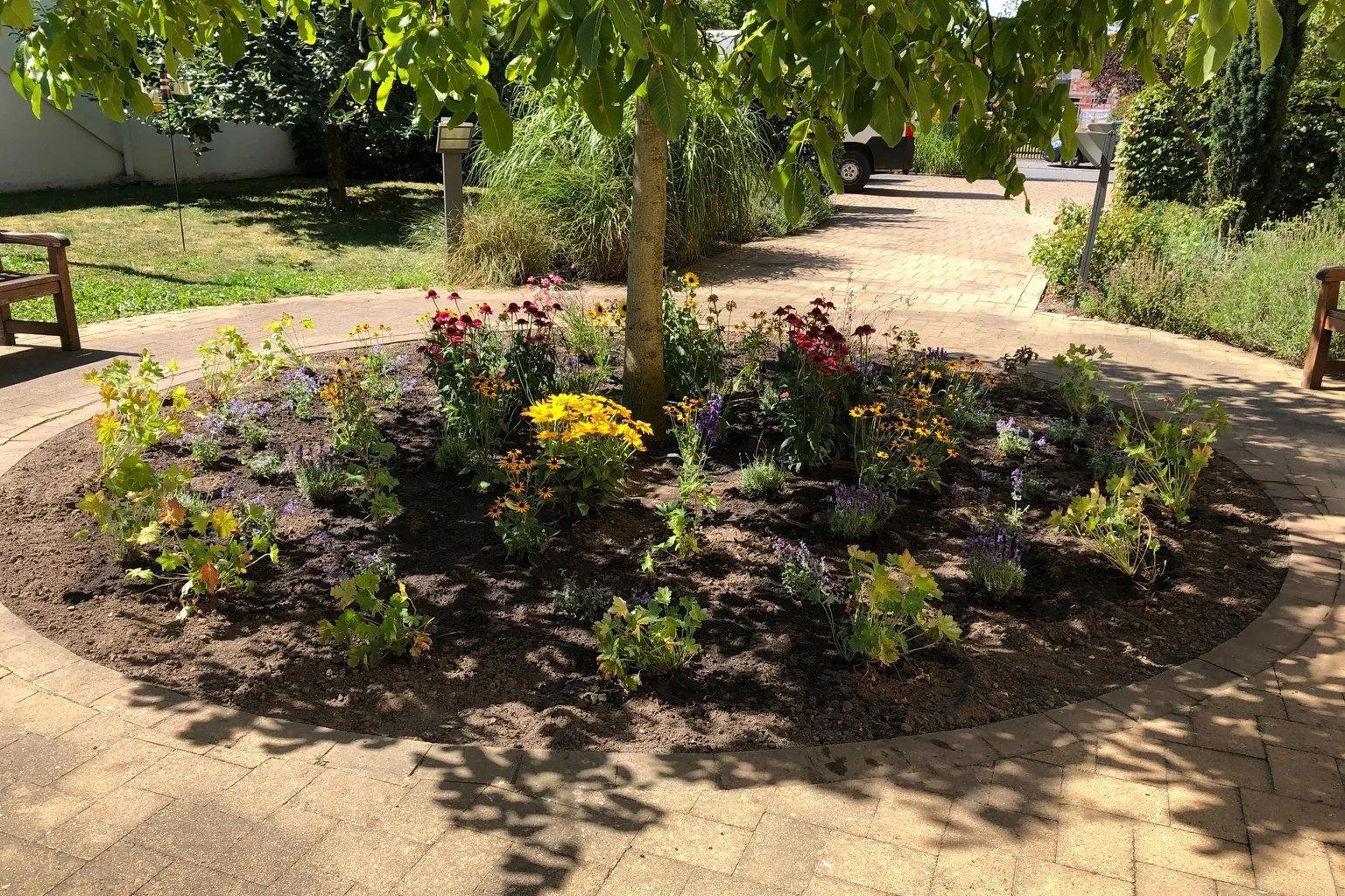 Neu angelegtes Staudenbeet unter einem Baum mit unterschiedlichen Blühpflanzen als Nahrungsangebot für Wildbienen.