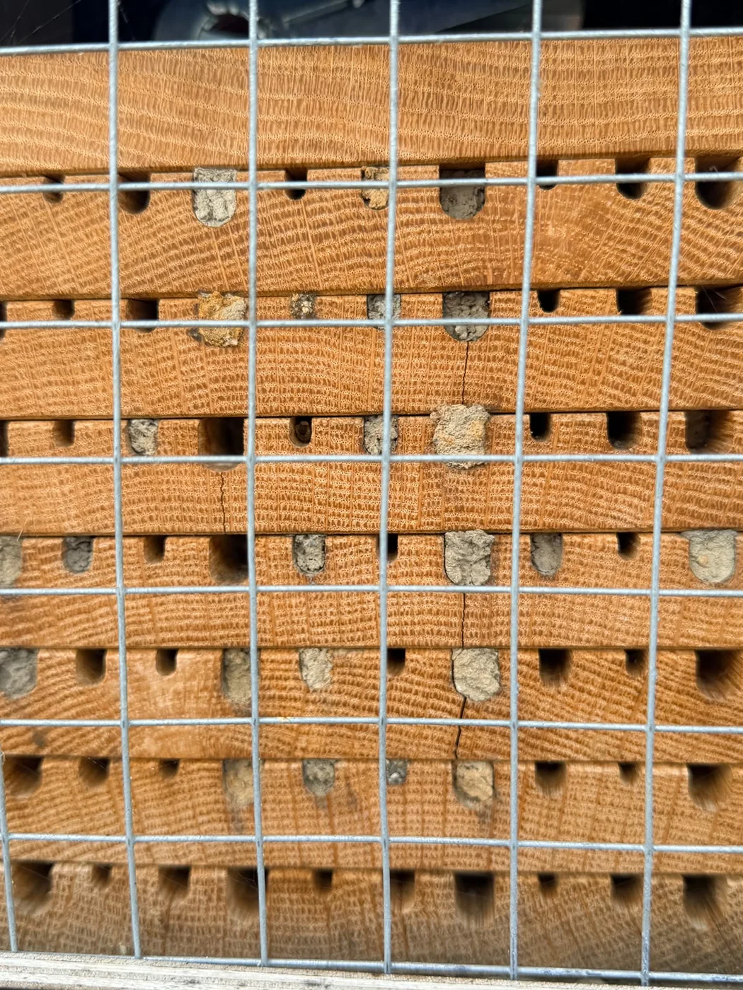 Besiedelte Eichen-Nisthilfe mit mehreren verschlossenen Nistgängen und sichtbaren Rissen im Holz.