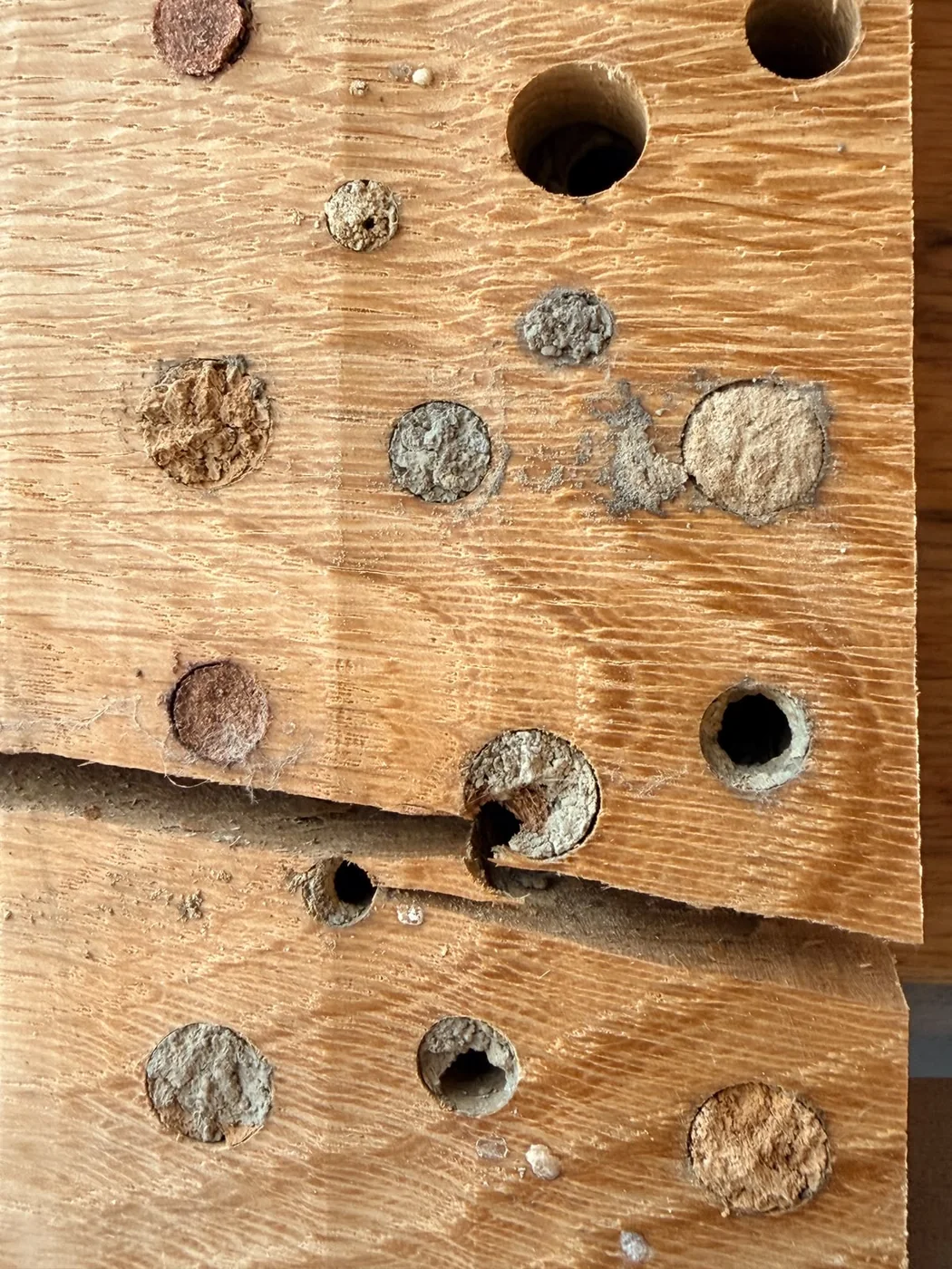 Nahaufnahme verschieden aufgebauter Nestverschlüsse in einer hölzernen Wildbienen-Nisthilfe.