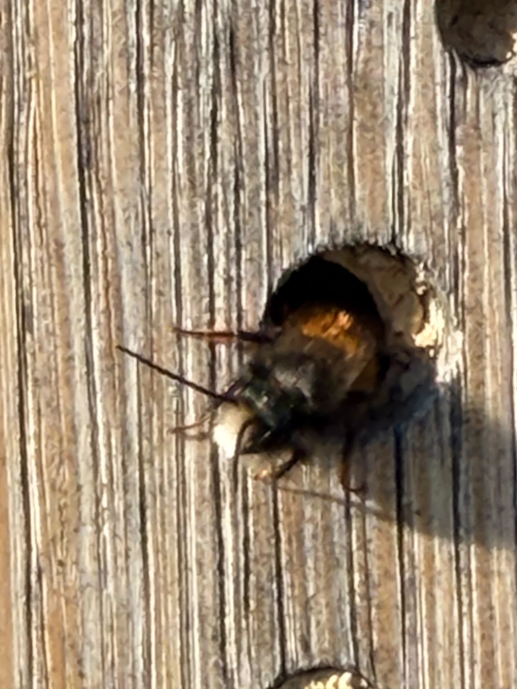 Wildbiene am Eingang eines Nistgangs in einer hölzernen Nisthilfe.