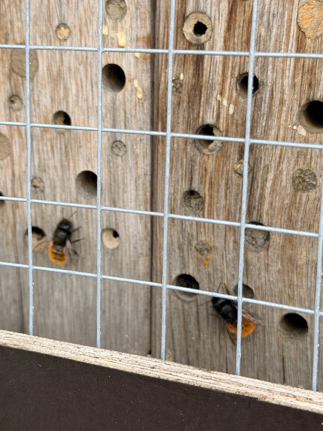Zwei Wildbienen vor den Bohrungen einer hölzernen Nisthilfe hinter einem Schutzgitter.