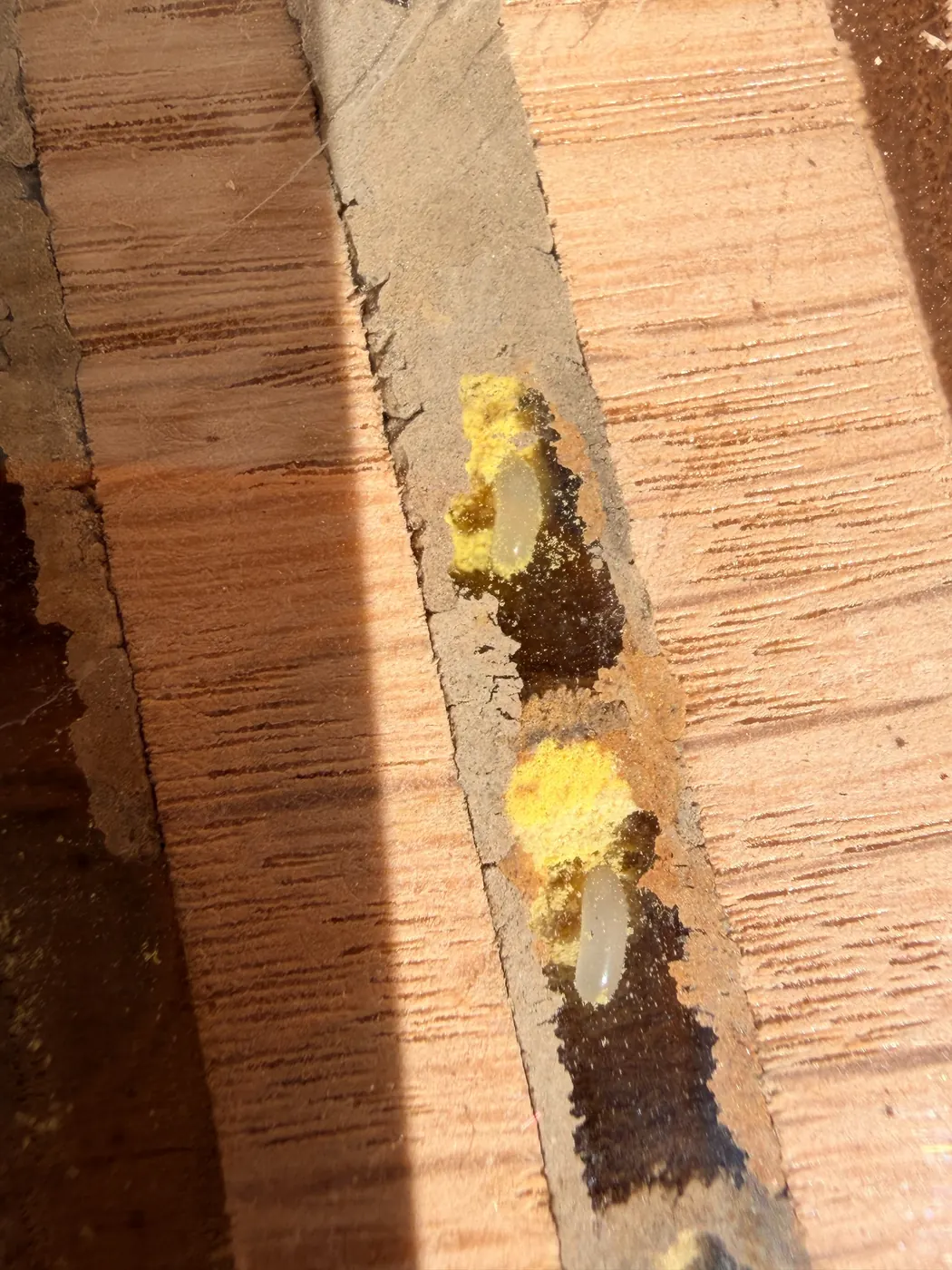 Einblick in einen Wildbienen-Nistgang mit Larven und gelbem Pollenvorrat.