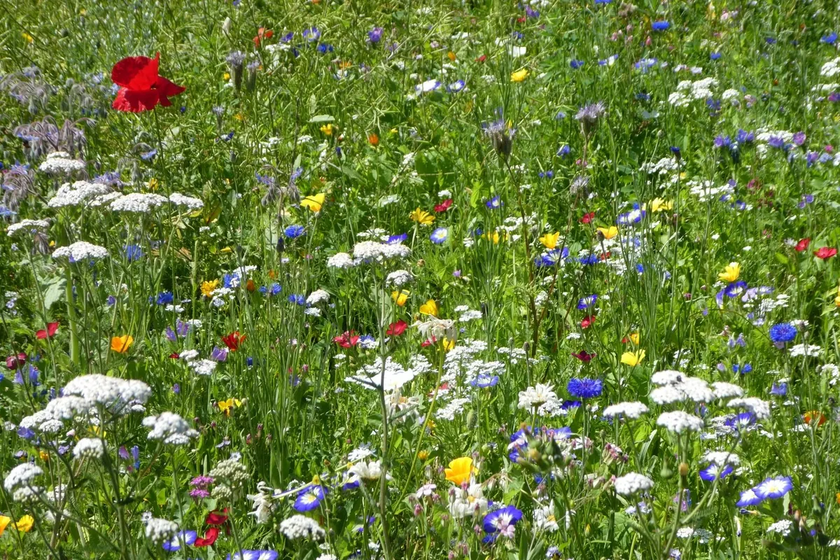 Artenreiche Wildblumenwiese mit verschiedenen blühenden Pflanzen als Nahrungsangebot für Wildbienen.